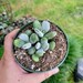 Cotyledon orbiculata Higginsiae COMPACTA, impianto di