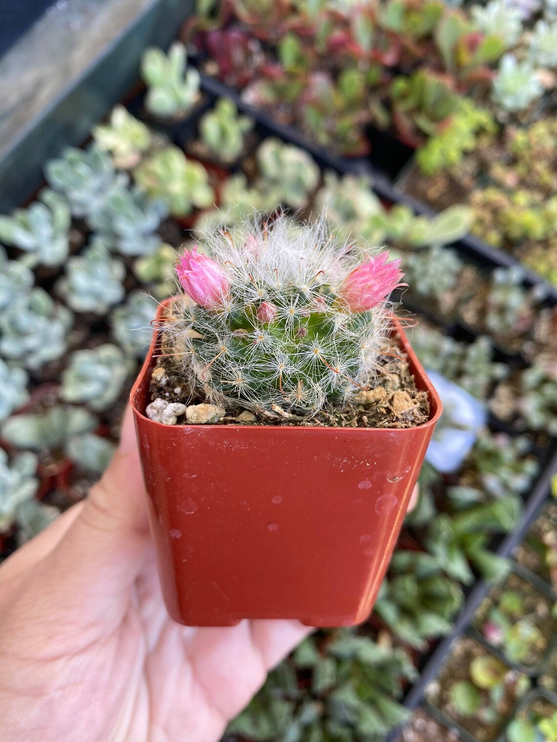 Powder Puff Cactus Potted Cactus Plant Mammillaria Bocasana Etsy