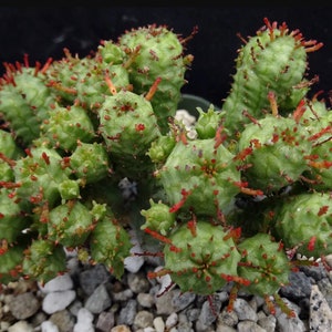 Euphorbia monstrose cactus in 2&quot; or 4&quot; pot