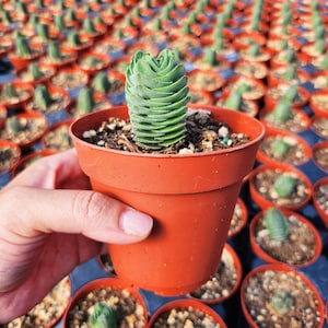 Puede incluir: Primer plano de una planta suculenta verde en una maceta de terracota. La planta est&aacute; rodeada de otras suculentas en macetas de terracota.