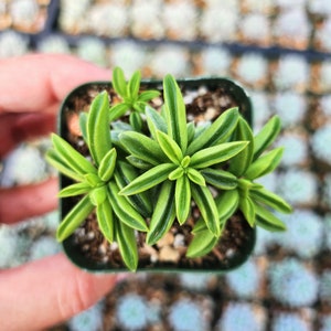 Peperomia axillaris 2 inche pot