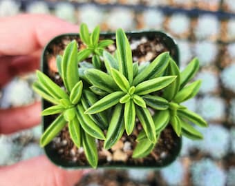 Peperomia axillaris 2 inche pot