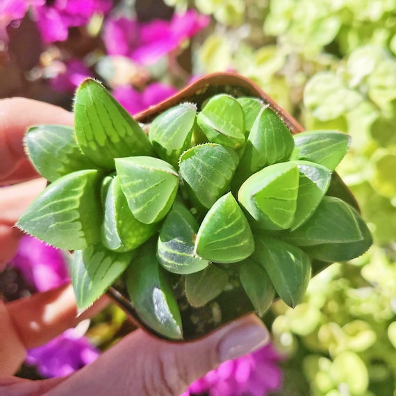 Haworthia Retusa / Indoor Low Light Succulent Plant, 2 Inch Pot - Etsy