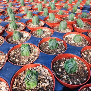 Puede incluir: Una vista cercana de una colecci&oacute;n de peque&ntilde;as plantas suculentas verdes en macetas de terracota. Las plantas est&aacute;n dispuestas en una cuadr&iacute;cula sobre una superficie negra. Las suculentas tienen un patr&oacute;n de crecimiento en espiral &uacute;nico.