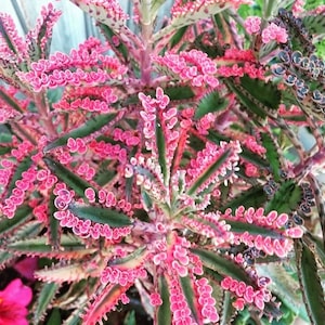 May include: Close-up of a Bryophyllum plant, also known as Mother of Thousands. The plant features vibrant green leaves with pink and red edges, and clusters of small, pink plantlets along the leaf margins. The overall appearance is lush and textured.