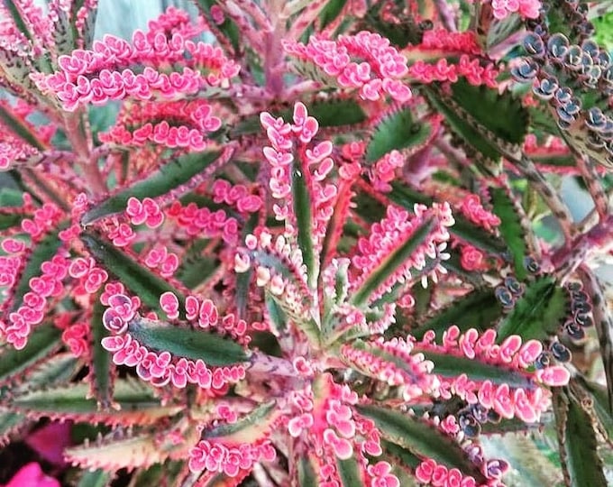 Variegated Pink Mother of Millions Plant, Mother of Thousands, Kalachoe