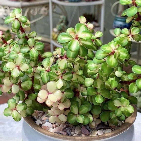 Dwarf Portulacaria afra 'Variegata', Variegated Elephant Bush in 2