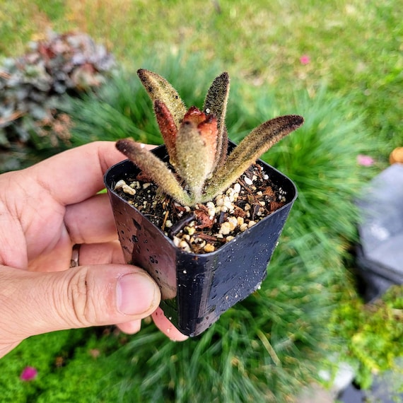 good king henry plant Good King Henry Organic Seeds (Blitum bonus-henricus) – Perennial “poo –  Terra Mater Gardens main image 1