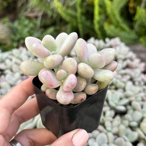 Rare Pink Moonstone Succulents, Pink Pebble Rosette Plants, Pachyphytum Oviferum in 2 inches pot image 4