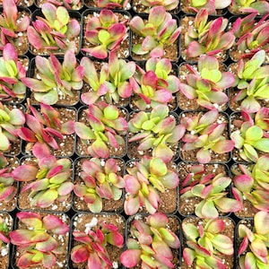 May include: A close-up view of a collection of small succulent plants in individual pots. The plants have green and red leaves, creating a vibrant and colorful display.