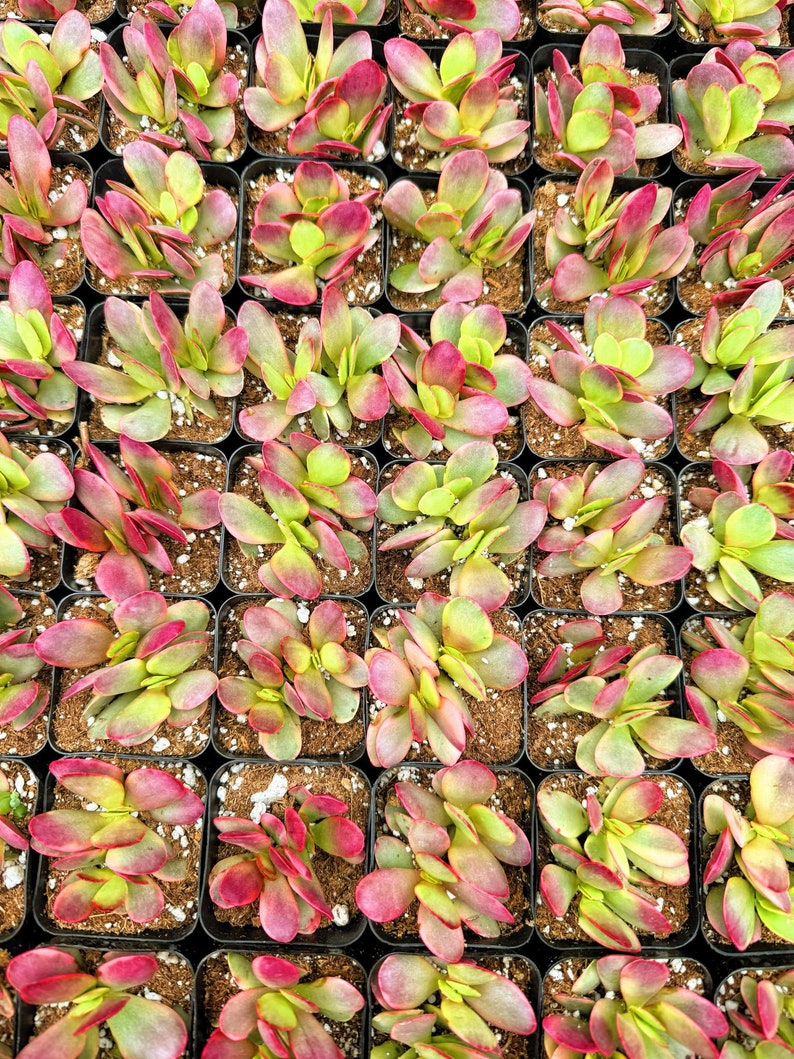 May include: A close-up view of a collection of small succulent plants in individual pots. The plants have green and red leaves, creating a vibrant and colorful display.