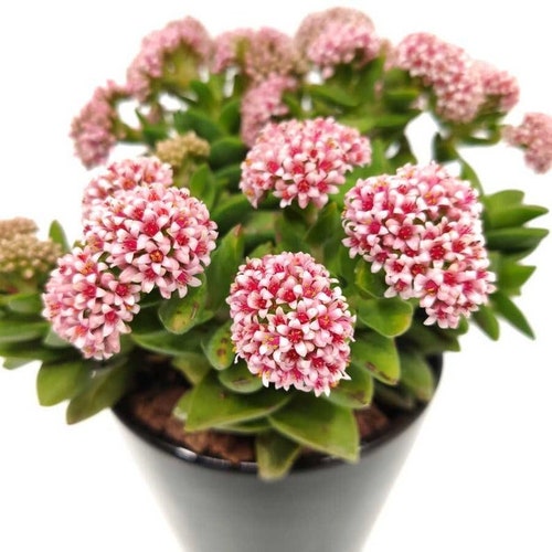 Crassula Rupestris Springtime in 2 inches pot