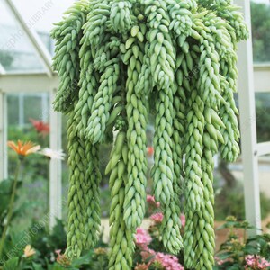 Burro's Tail Succulents Plants, Sedum Morganianum, Donkey's Tail in 4 inches pot image 4