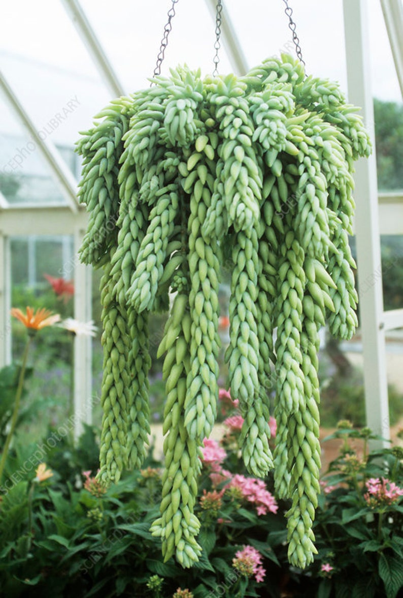 Burro's Tail Succulents Plants, Sedum Morganianum, Donkey's Tail in 4 inches pot image 4
