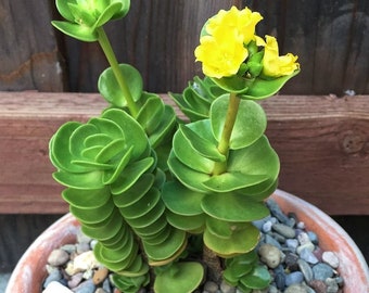 Portulaca Molokiniensis in 2" 4" pot