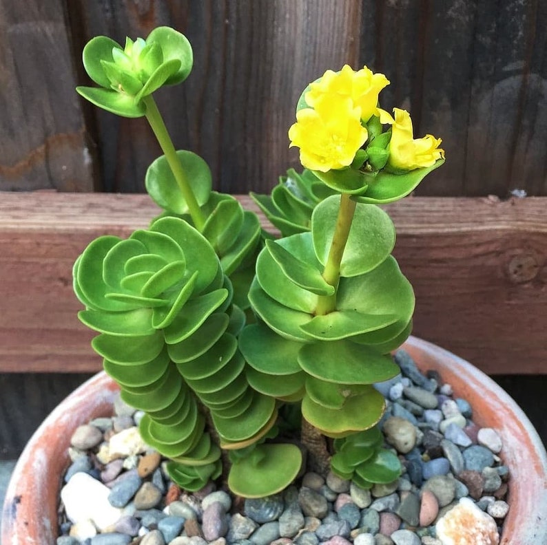 MySucculentCorner Portulaca Molokiniensis - Thumbnail 2