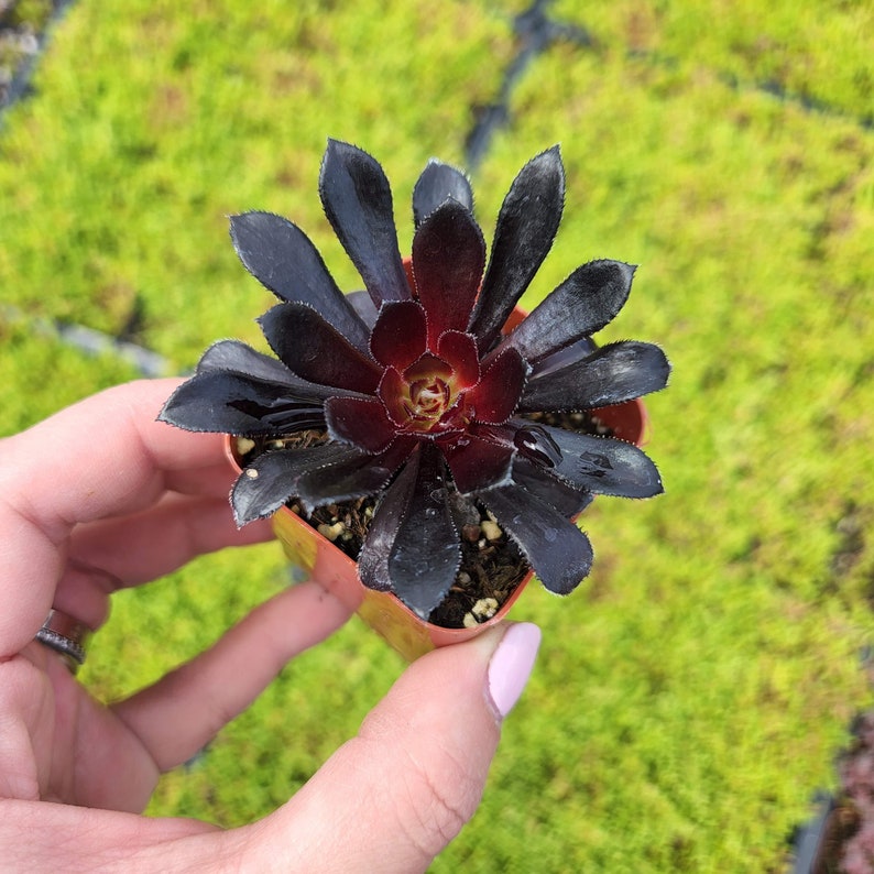 2 Aeonium Zwarktop Black Rose - Etsy