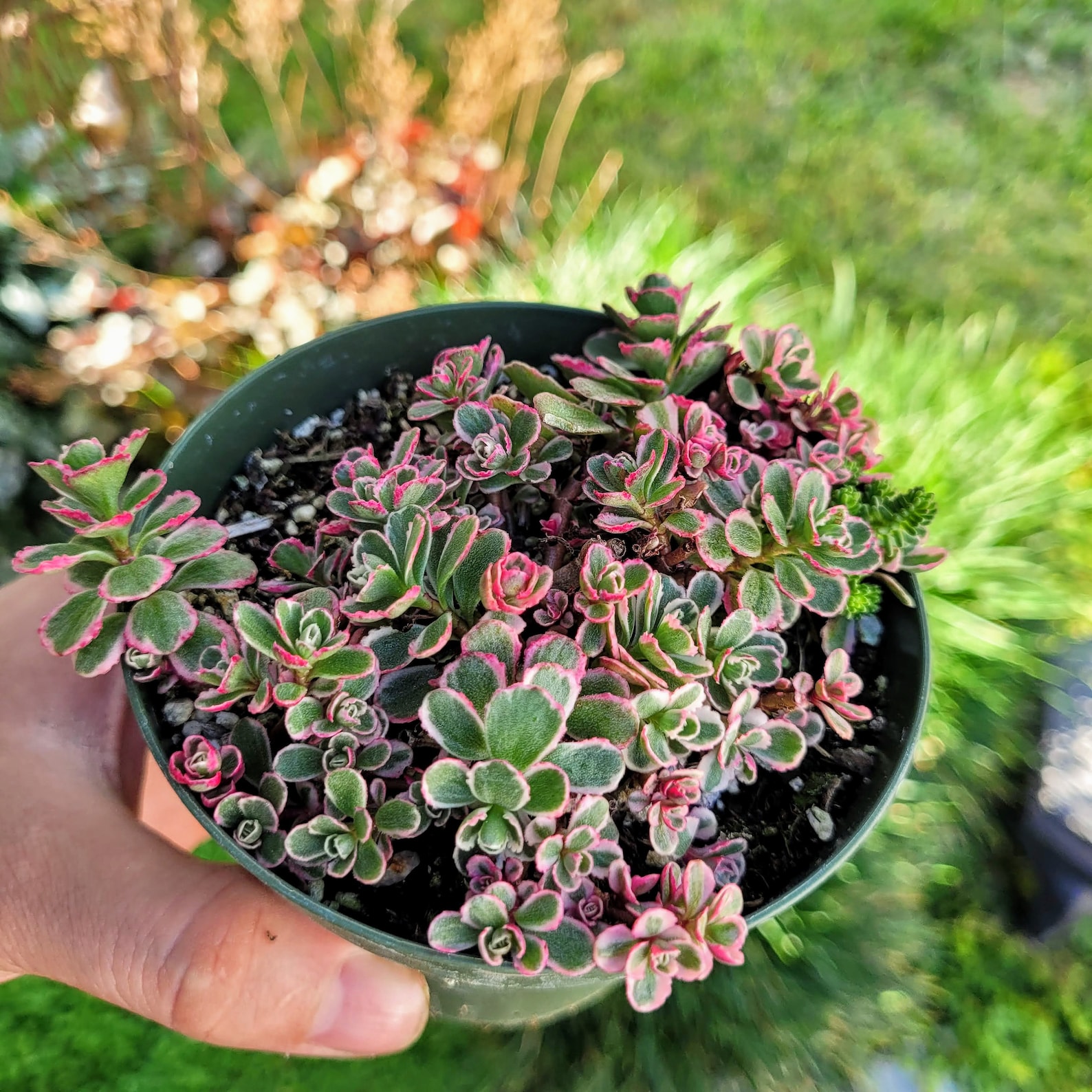 Sedum Spurium 'tricolor' Stonecrop, Groundcover Low Maintenance in 2