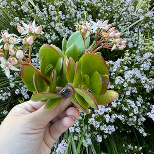 Jade Plant Crassula Ovata Jade Succulent Plant Succulent Houseplant Starter Plants Sun Loving Succulents Indoor Houseplants stem cutting