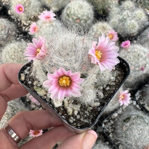 May include: A small cactus plant with white fuzzy hairs and pink flowers in a black plastic pot. The cactus is being held in a hand with a silver ring.