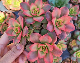 Aeonium Kiwi Succulent - 2 Inch Potted Plant