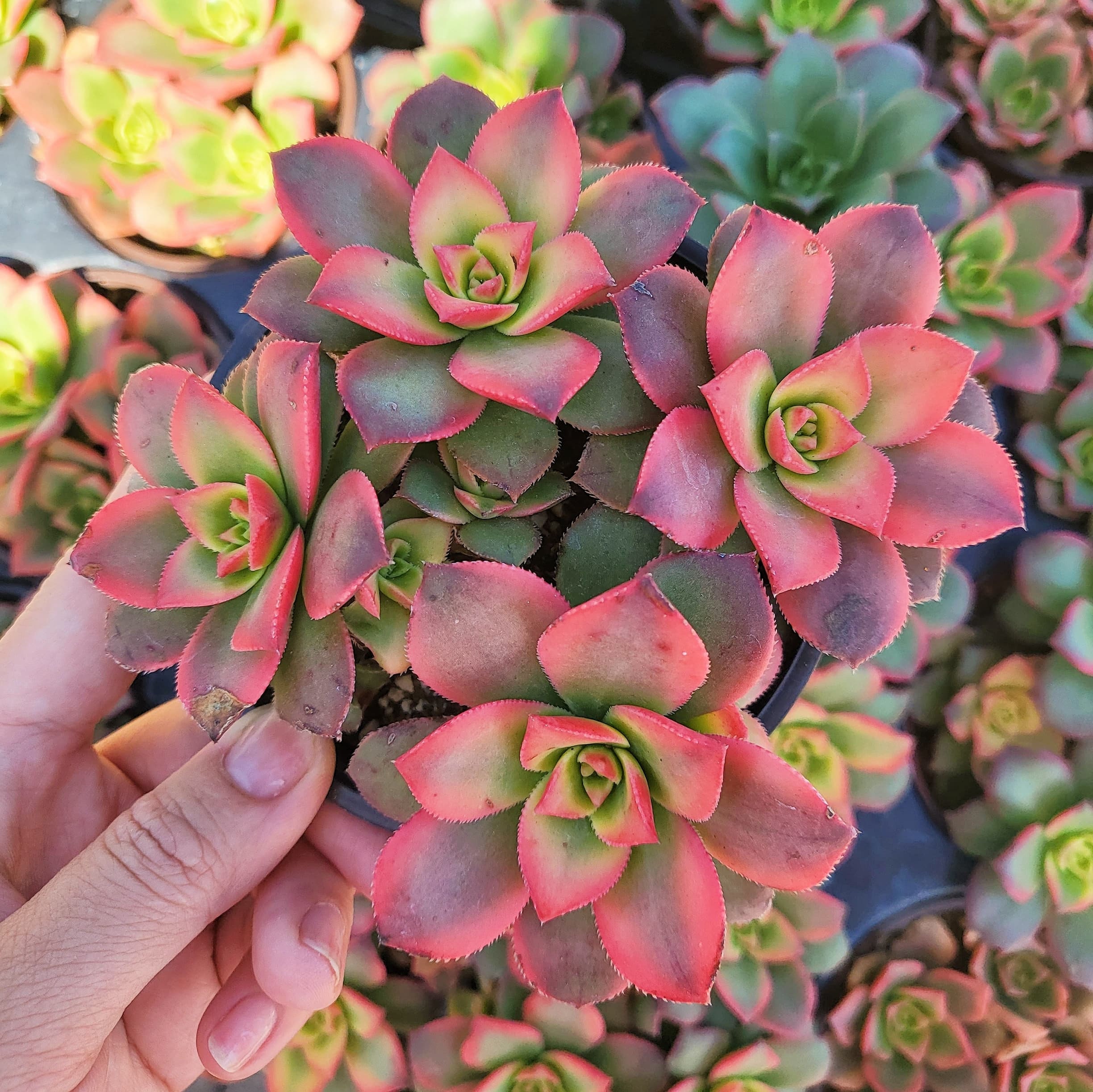 Aeonium Kiwi Succulent - 2 Inch Potted Plant - Etsy