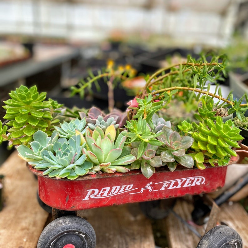 Rare Crassula Perforata 2 inches pot, String of Buttons image 8