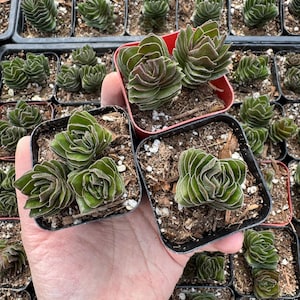 Puede incluir: Cuatro macetas peque&ntilde;as de plantas suculentas con hojas verdes y rizadas. Las plantas est&aacute;n dispuestas en una mano, con dos macetas en cada mano.