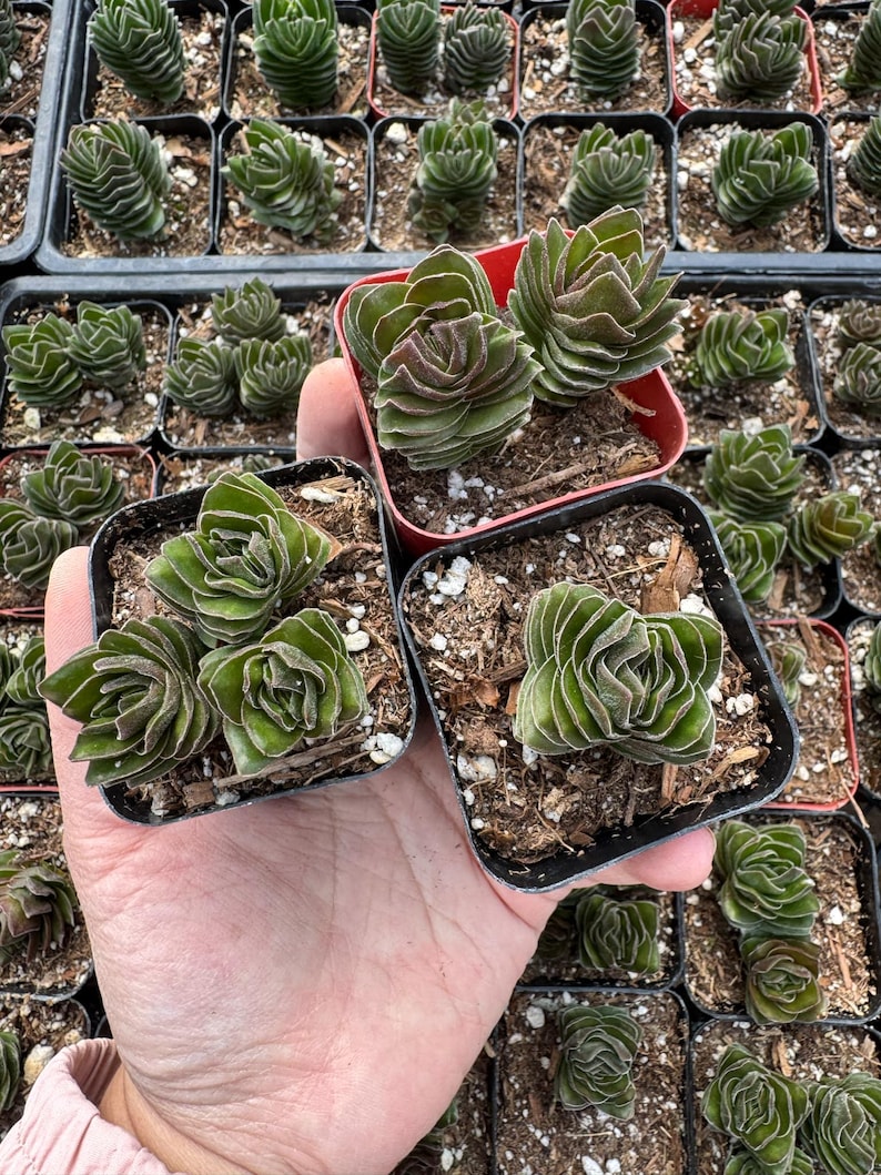 Puede incluir: Cuatro macetas peque&ntilde;as de plantas suculentas con hojas verdes y rizadas. Las plantas est&aacute;n dispuestas en una mano, con dos macetas en cada mano.