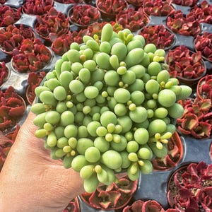 May include: A close-up of a green succulent plant with small, round leaves. The plant is in a small pot and is surrounded by other succulents in red pots.