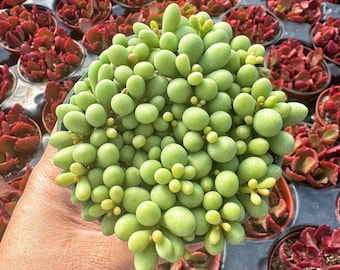 Rare dragon egg,  Tylecodon schaeferianus, minature succulent in 2,4 inches pot