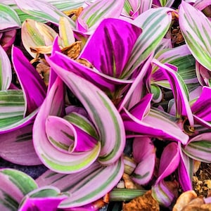 Tradescantia nanouk Variegated House Plants - 2" 4" pot, cuttings