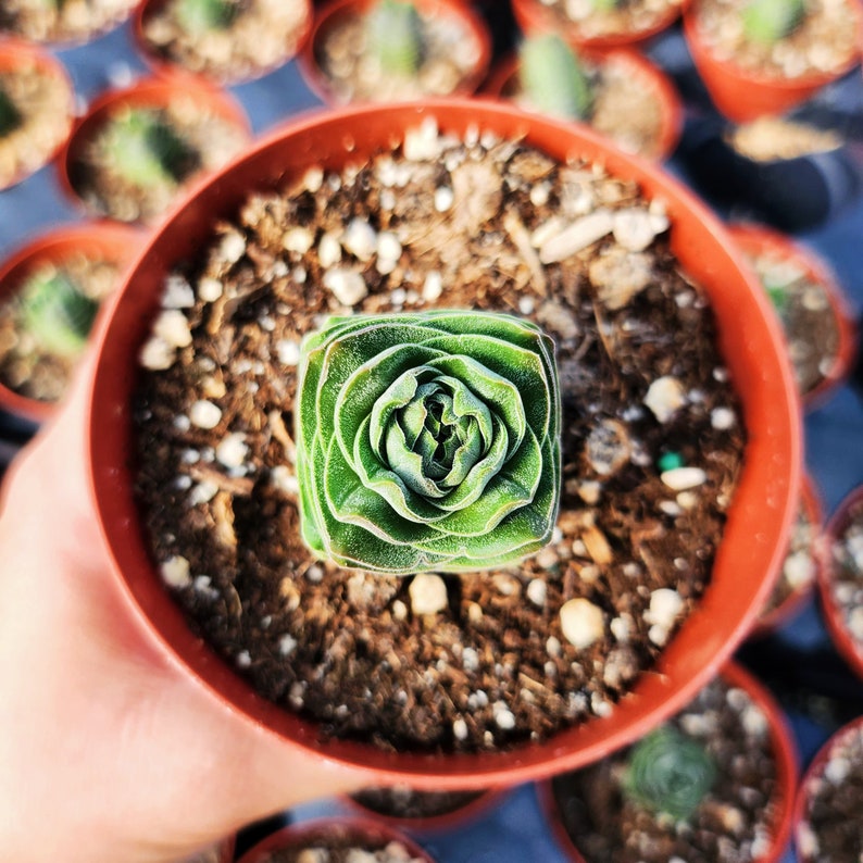 Puede incluir: Primer plano de una planta suculenta verde en una maceta de terracota. La planta tiene forma de roseta y est&aacute; rodeada de tierra marr&oacute;n.
