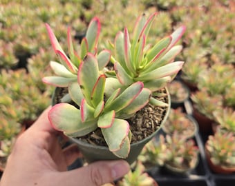 Crassula 'Variegated Money Maker' in 2" or 4" pot
