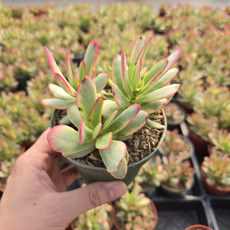 May include: A potted succulent plant with green and pink-edged leaves. The plant is held in a small, dark green pot. Other similar plants are visible in the background, suggesting a nursery or greenhouse setting.