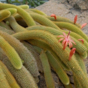 Golden Tail Cactus, Cleistocactus winteri 4 pot image 2