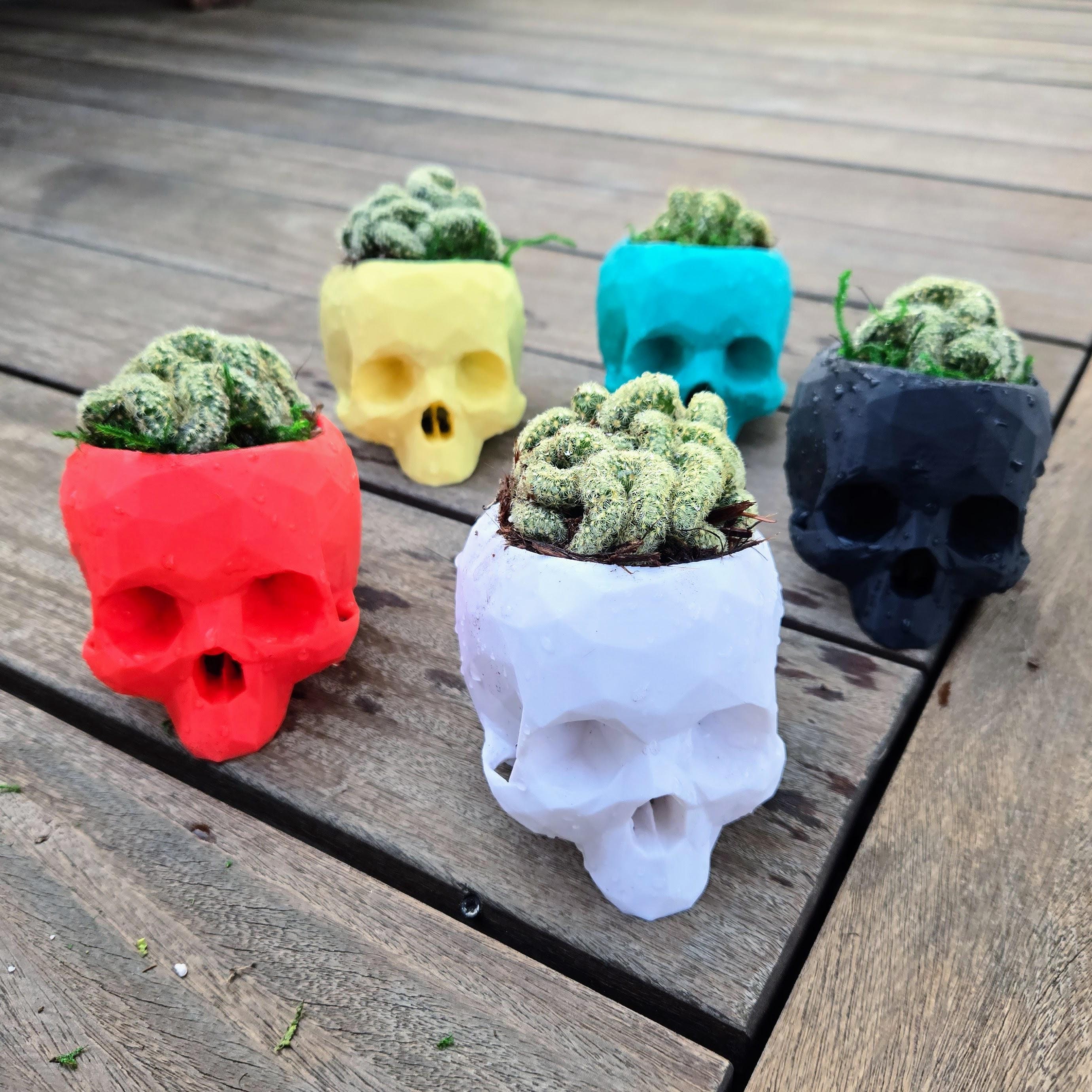3D Printed Skull Planter With Crested Brain Cactus - Etsy