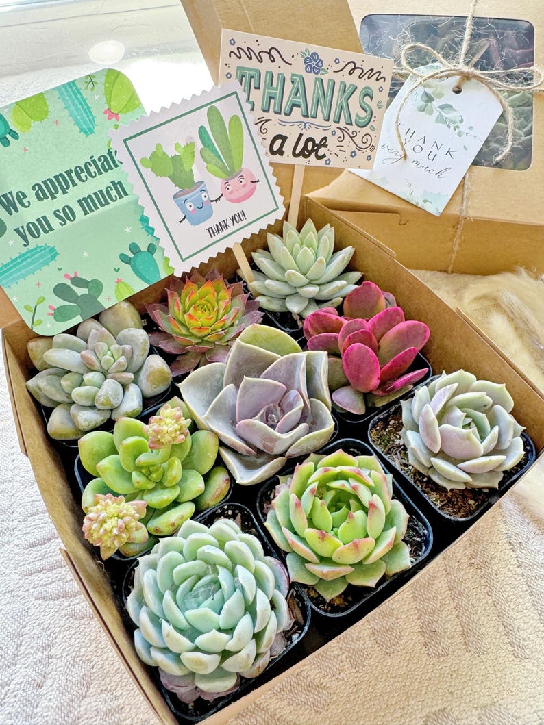 Thank You Succulents Gift Box