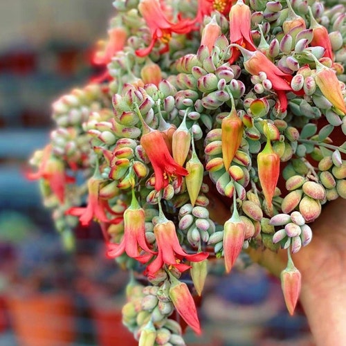 Rare Cotyledon Pendens Cliff Hanger