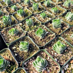 Puede incluir: Una vista cercana de una colecci&oacute;n de peque&ntilde;as plantas suculentas verdes en macetas individuales. Las plantas est&aacute;n dispuestas en filas y todas est&aacute;n en el mismo tipo de maceta. Las macetas son de color verde oscuro y tienen una textura rugosa.