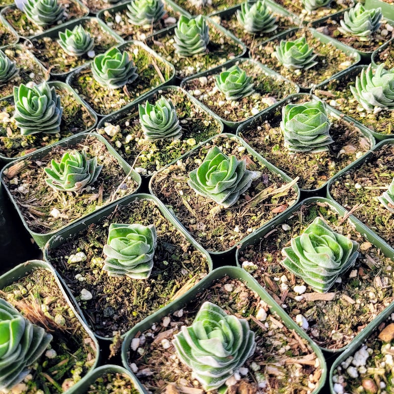 Puede incluir: Una vista cercana de una colecci&oacute;n de peque&ntilde;as plantas suculentas verdes en macetas individuales. Las plantas est&aacute;n dispuestas en filas y todas est&aacute;n en el mismo tipo de maceta. Las macetas son de color verde oscuro y tienen una textura rugosa.