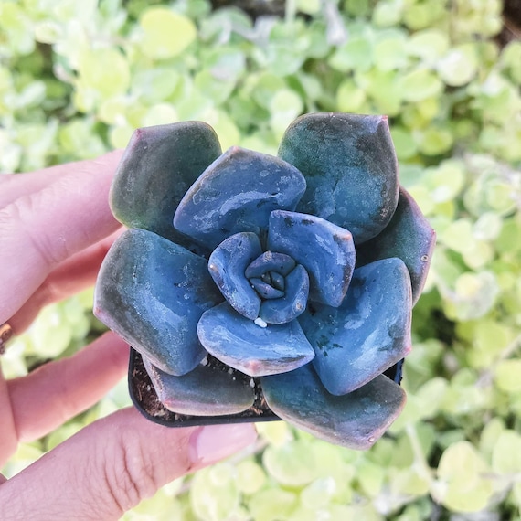 succulent kit Succulent Bowl Potting Kit