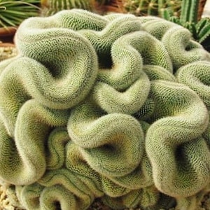 Mammillaria Cristata Brain Cactus, Crested Succulent