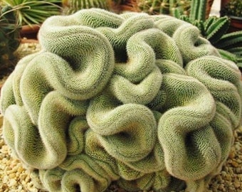 Mammillaria Cristata Brain Cactus, Crested Succulent