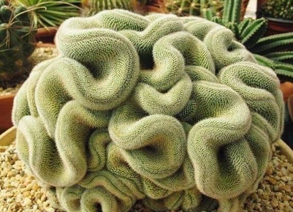 pflege wolfsmilch kaktus Wolfsmilch-Pflanze „Variegata“