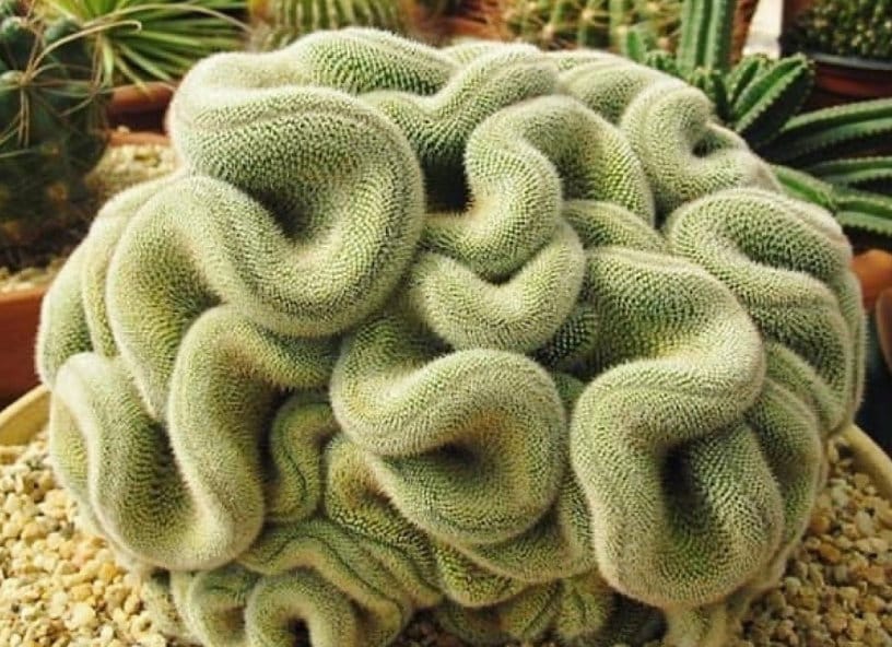 Mammillaria Cristata Brain Cactus, Crested Succulent