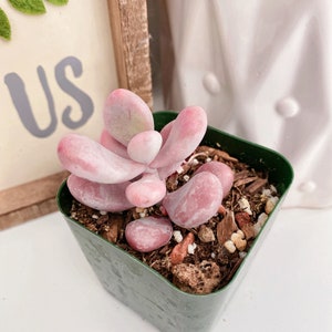 Rare Pink Moonstone Succulents, Pink Pebble Rosette Plants, Pachyphytum Oviferum in 2 inches pot image 6