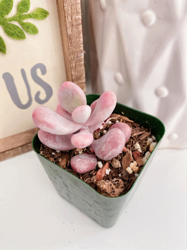 Rare Pink Moonstone Succulents, Pink Pebble Rosette Plants, Pachyphytum Oviferum in 2 inches pot image 6