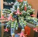 Rare Cotyledon Pendens Cliff Hanger 