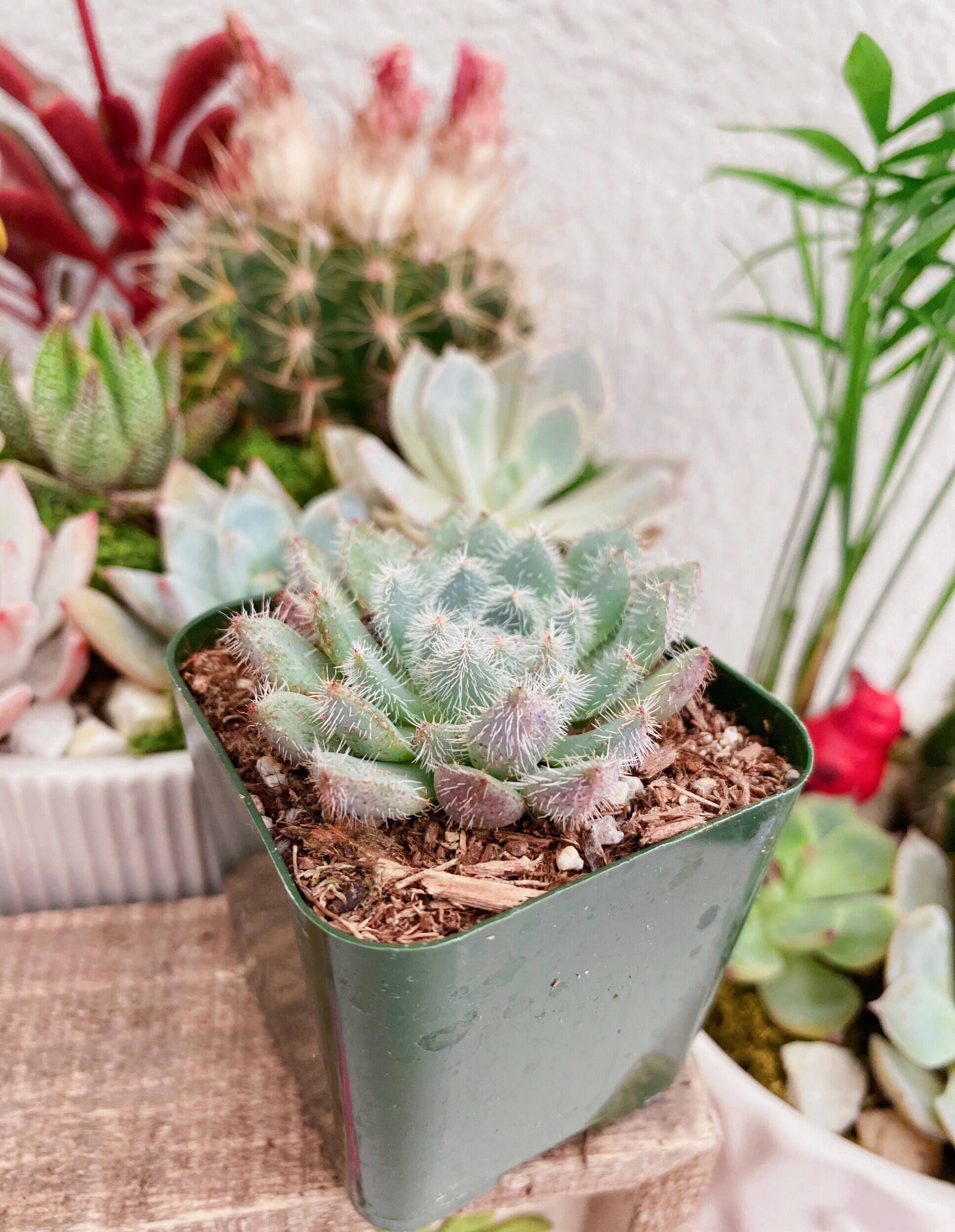 Rare Echeveria Setosa, Mexican Firecracker, 2 Rare Echeveria Setosa, Mexican Firecracker, 2